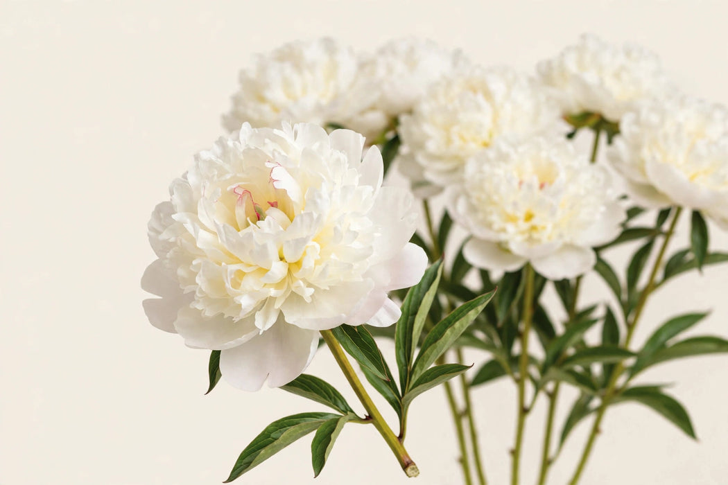 PEONY DUCHESSE DECENT 60cm - 60 Stems