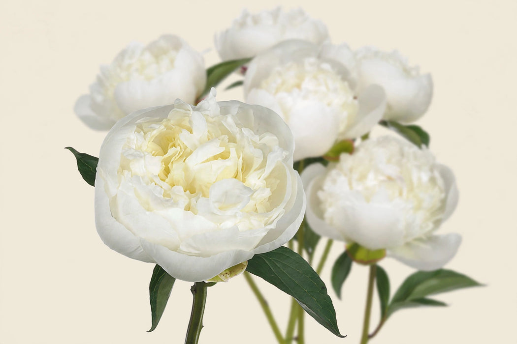 PEONY DUCHESSE WHITE 50cm - White - 100 Stems