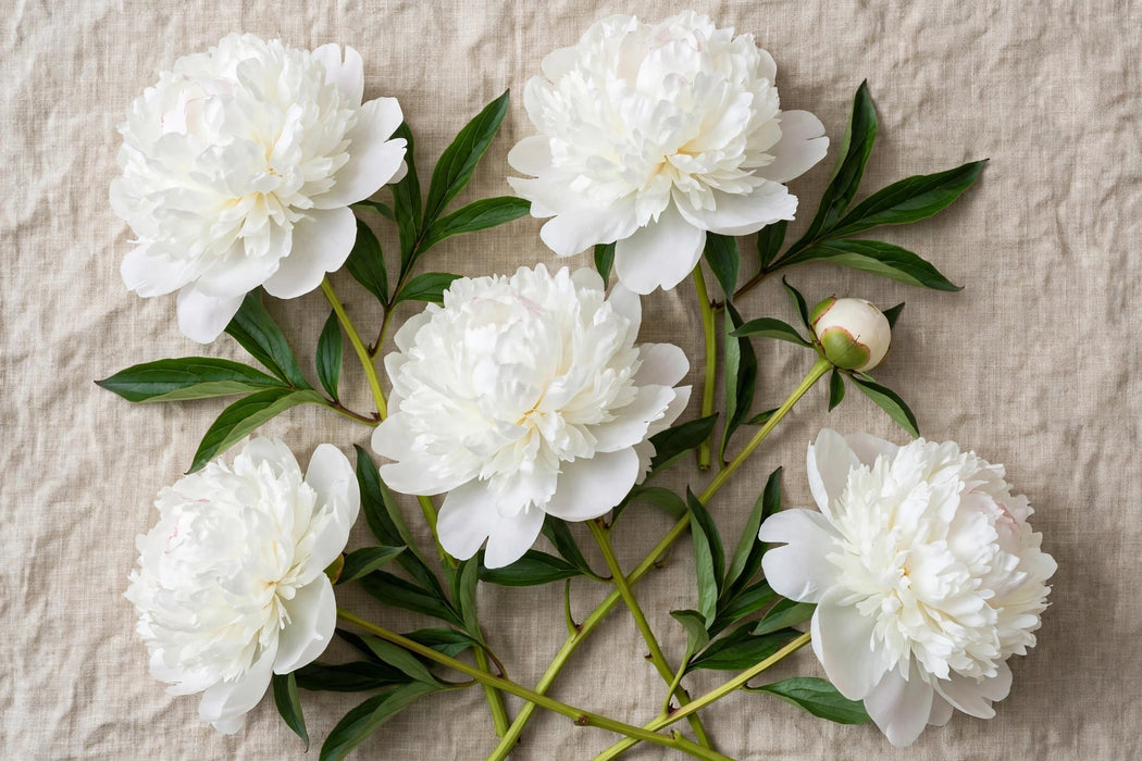 PEONY DUCHESSE WHITE 60cm - White - 60 Stems