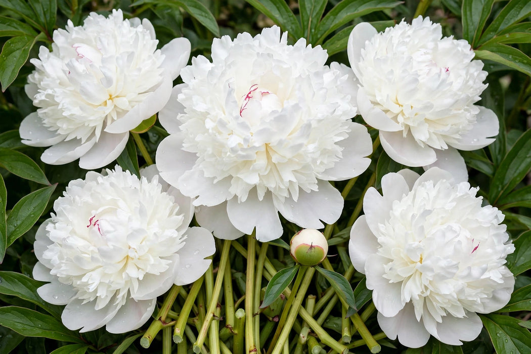 PEONY ELSA SASS - White - 100 Stems