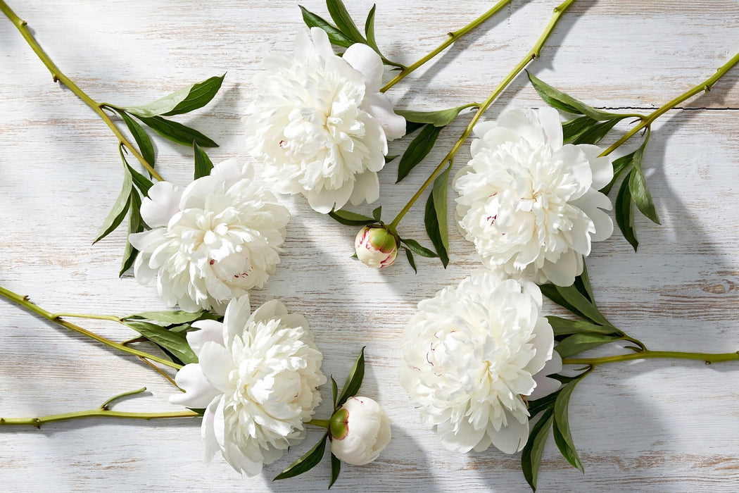 PEONY ELSA SASS 50cm - 60 Stems