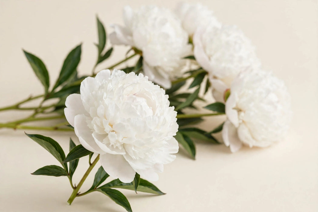 PEONY ELSA SASS EXTRA WHITE 50cm - White - 60 Stems