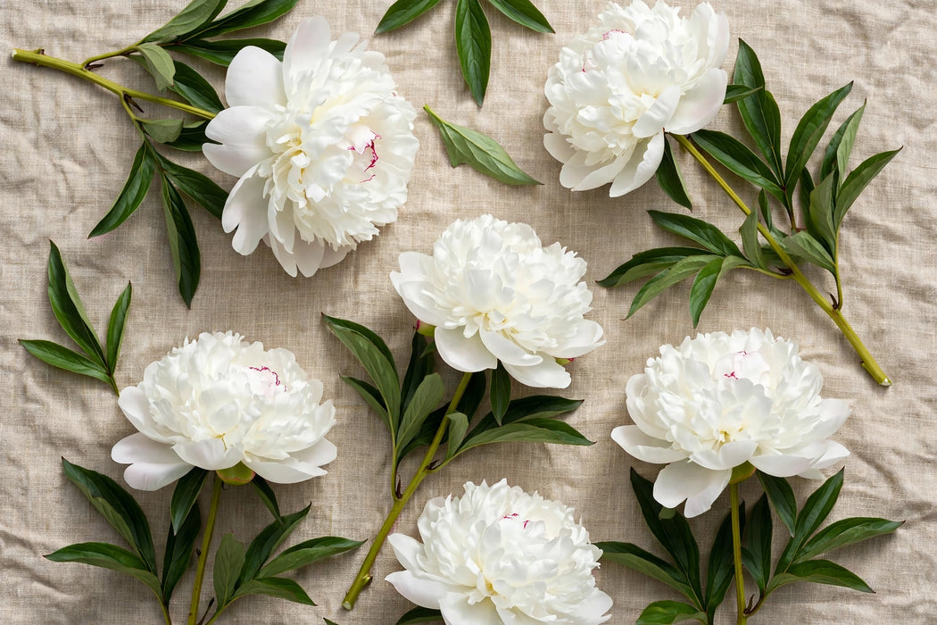 PEONY ELSA SASS EXTRA WHITE 60cm - White - 60 Stems