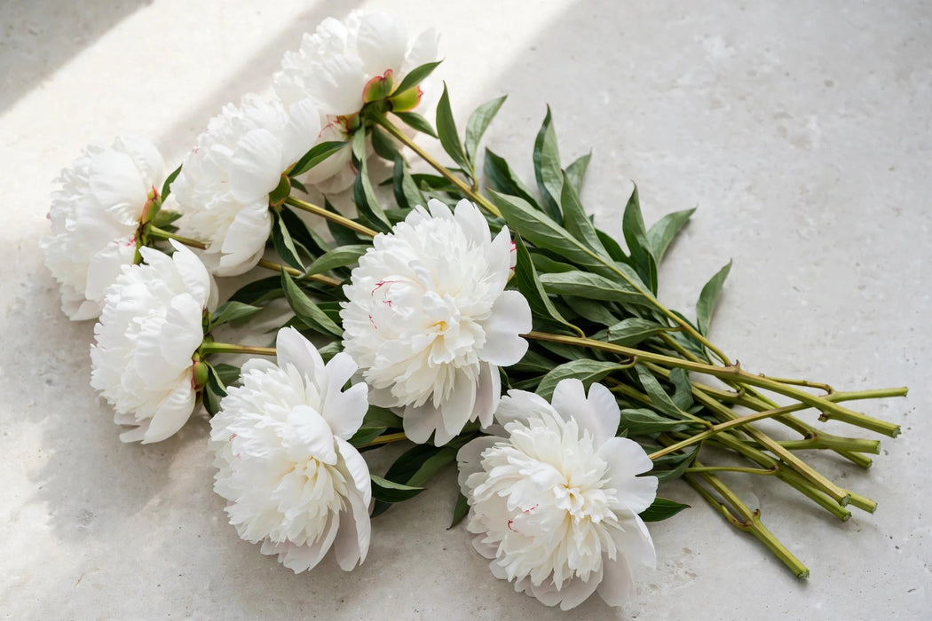 PEONY ELSA SASS SUPER GRADE 60cm - 60 Stems