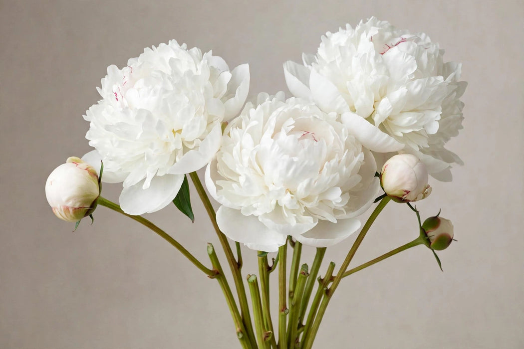 PEONY ELSA SASS SUPER GRADE WHITE - White - 60 Stems