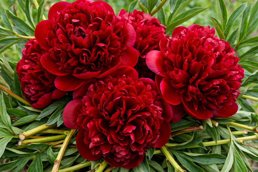 PEONY EX RED CHARM 60cm - Red - 100 Stems