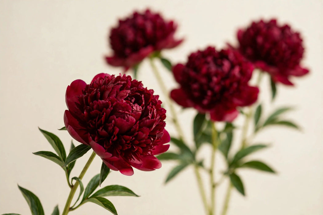 PEONY FELIX SUPREME - Dark Red - 100 Stems