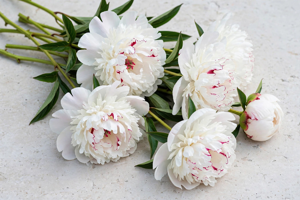 PEONY FESTIVA MAXIMA 40cm - 60 Stems