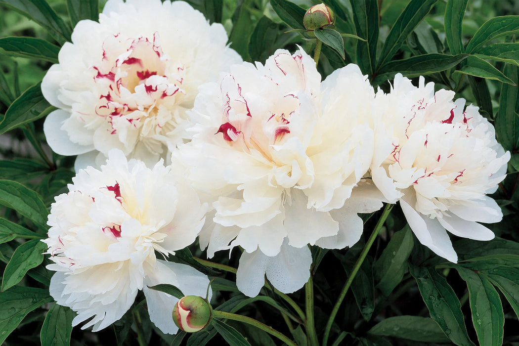 PEONY FESTIVA MAXIMA 50cm - White - 100 Stems