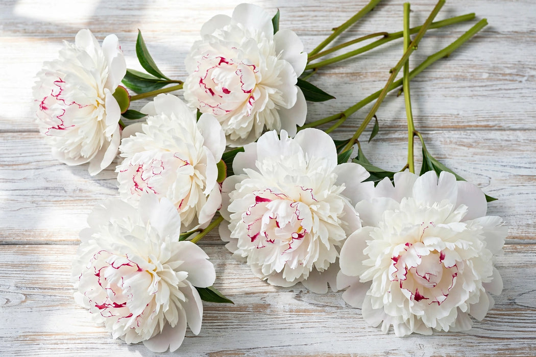 PEONY FESTIVA MAXIMA 60cm - 60 Stems