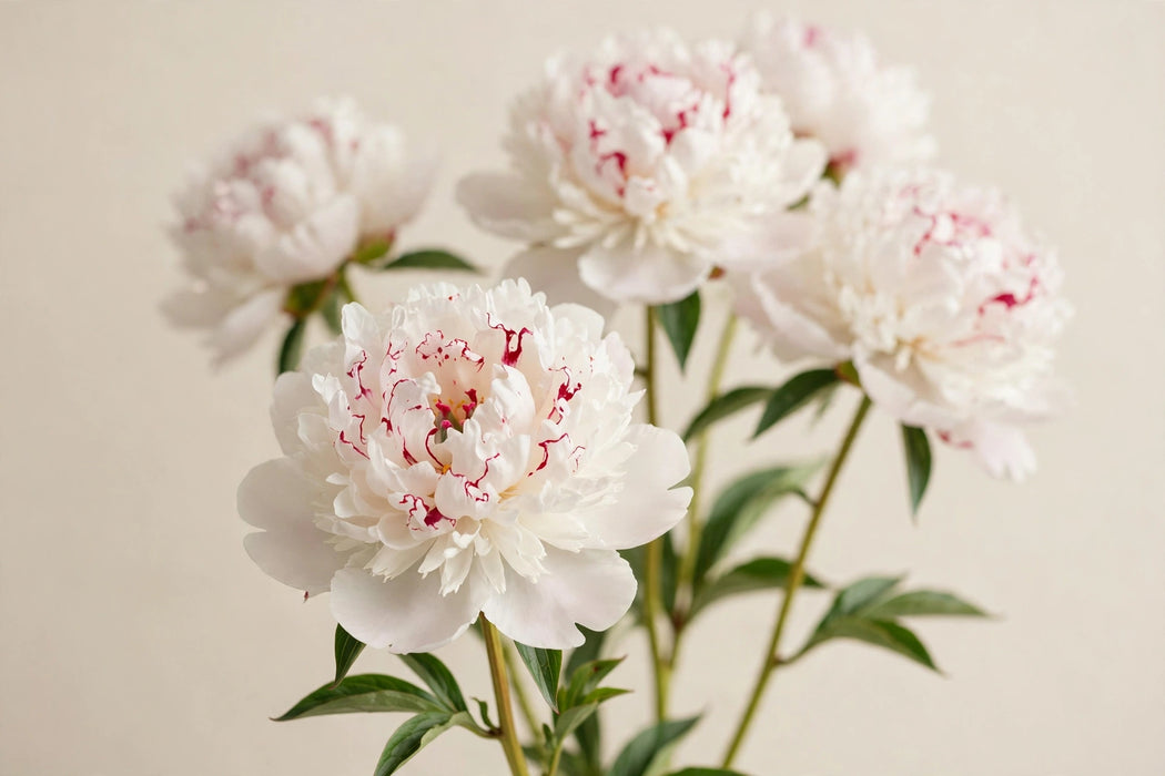 PEONY FESTIVA MIAXIMA 45cm - 60 Stems