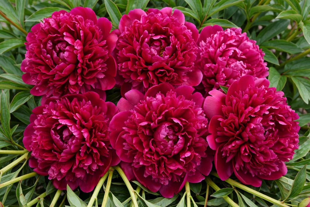 PEONY FLEMING DK PINK 45cm - Pink - 100 Stems