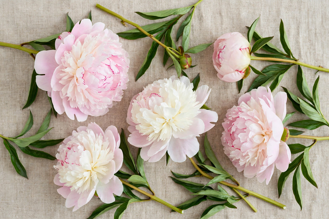PEONY FLOR NICHOLLS 50cm - 60 Stems