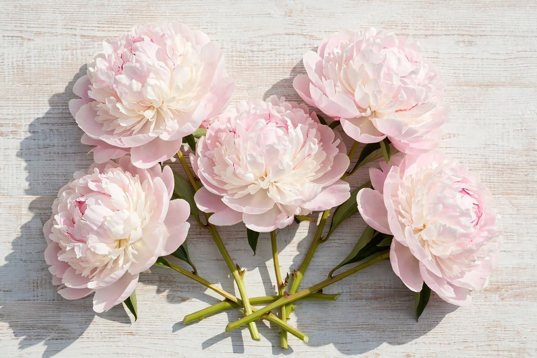 PEONY FLOR NICHOLS BIG BLUSH 60cm - Blush - 60 Stems