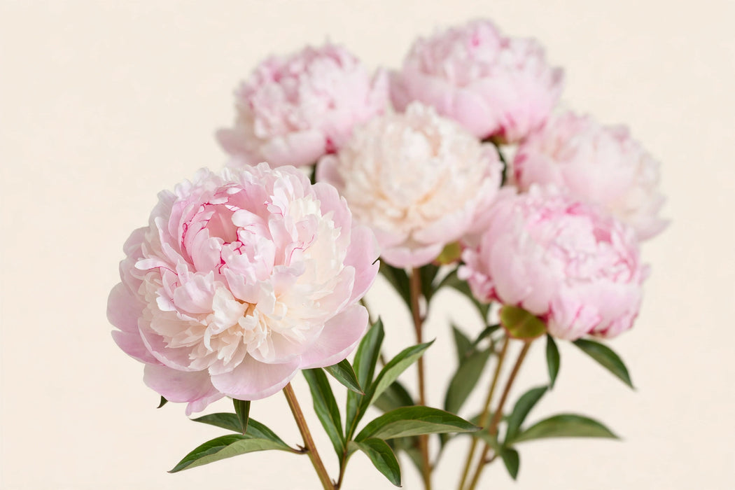 PEONY FLORENCE NICHOLLS / LIGHT PINK 50-60cm - Light Pink - 100 Stems