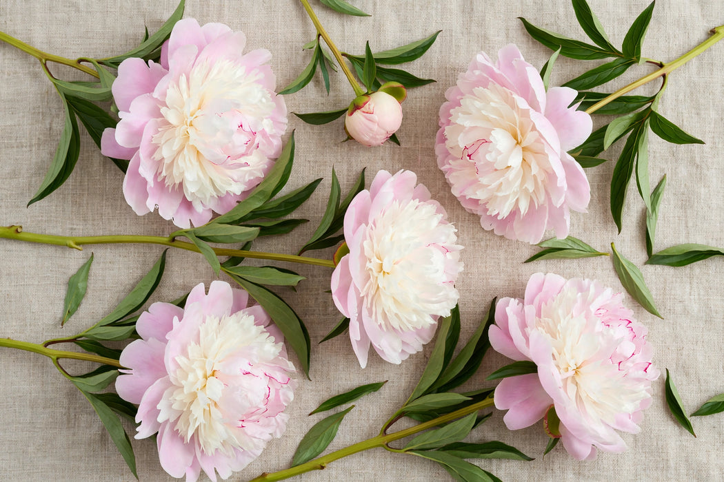 PEONY FLORENCE NICHOLLS 50-60cm - 100 Stems