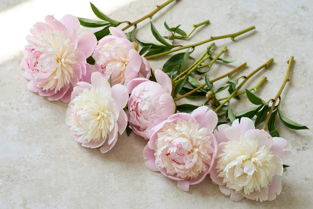 PEONY FLORENCE NICHOLLS 50cm - 100 Stems