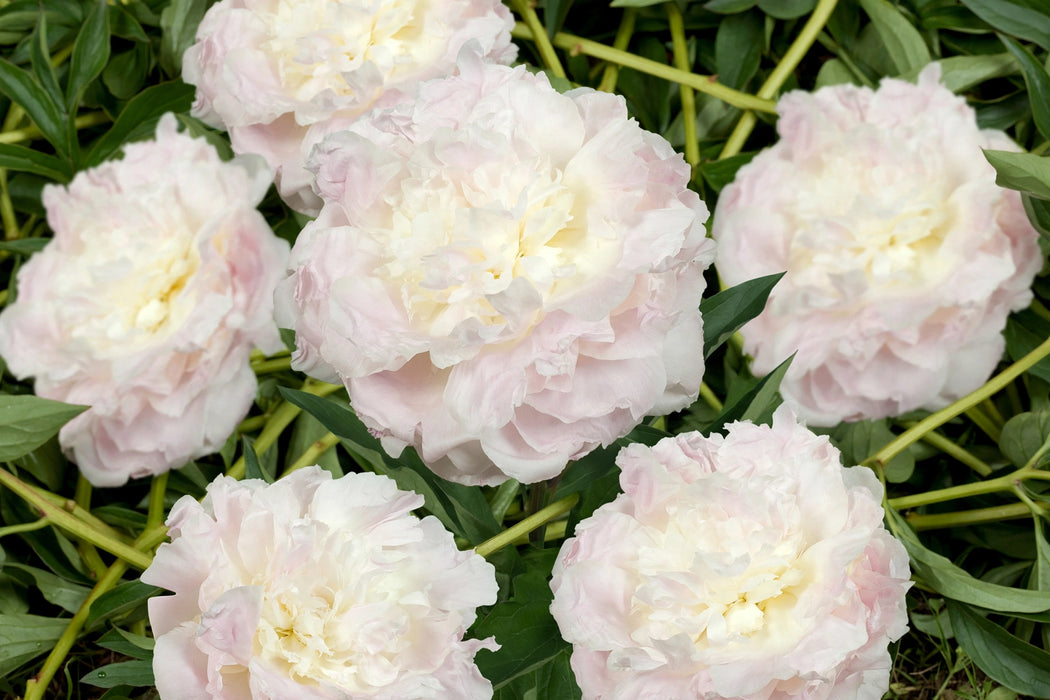 PEONY FLORENCE NICHOLLS WHITE 55cm - White - 60 Stems