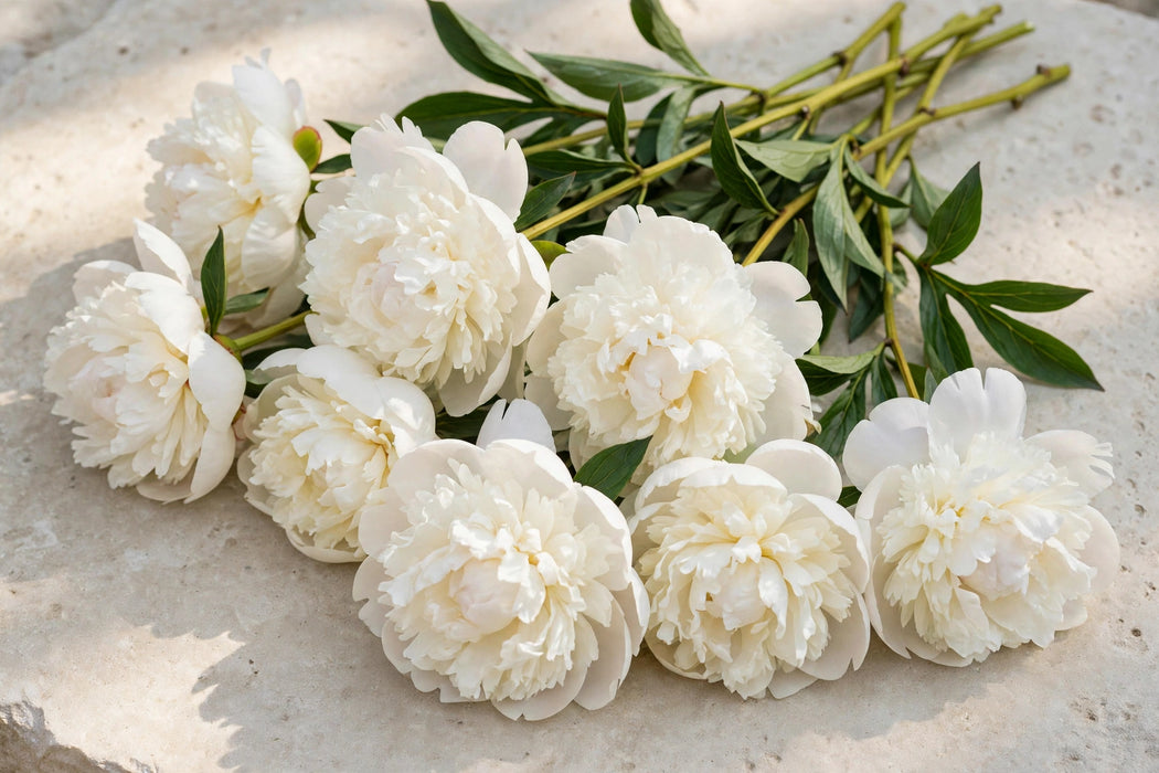 PEONY GARDENIA EXTRA 60cm - 60 Stems