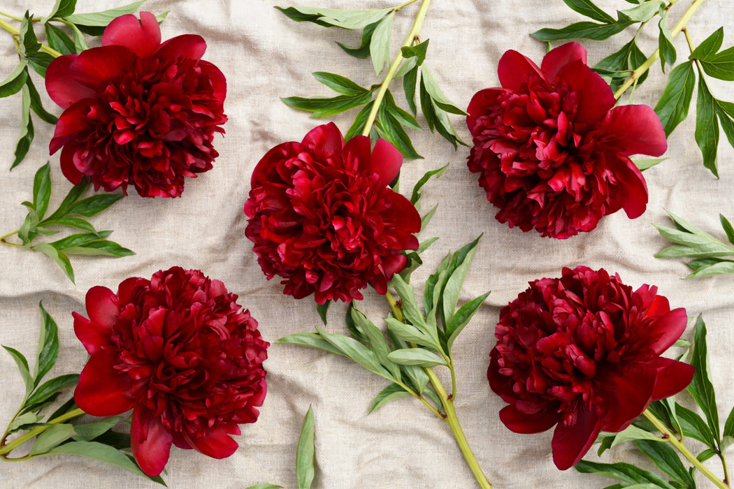 PEONY HENRY BOCKSTOCE 50cm - 100 Stems