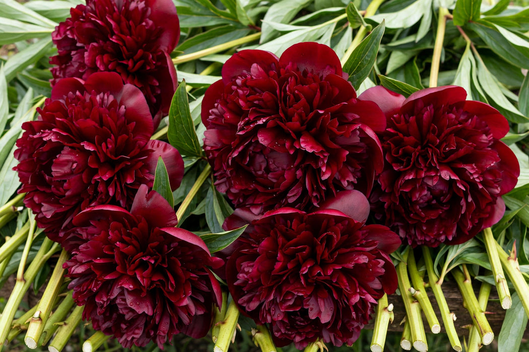 PEONY HENRY BOCKSTOCE BURGUNDY 60cm - Burgundy - 60 Stems