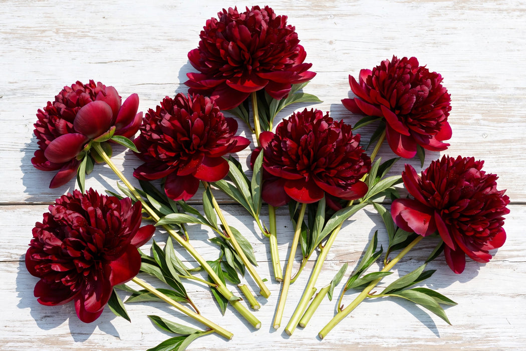 PEONY HENRY BOCKSTOCE DK RED 45cm - Red - 100 Stems