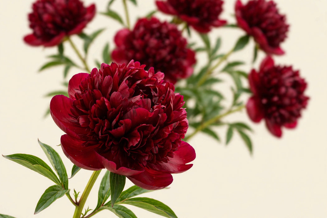 PEONY HENRY BOCKSTOCE DK RED 50cm - Red - 100 Stems
