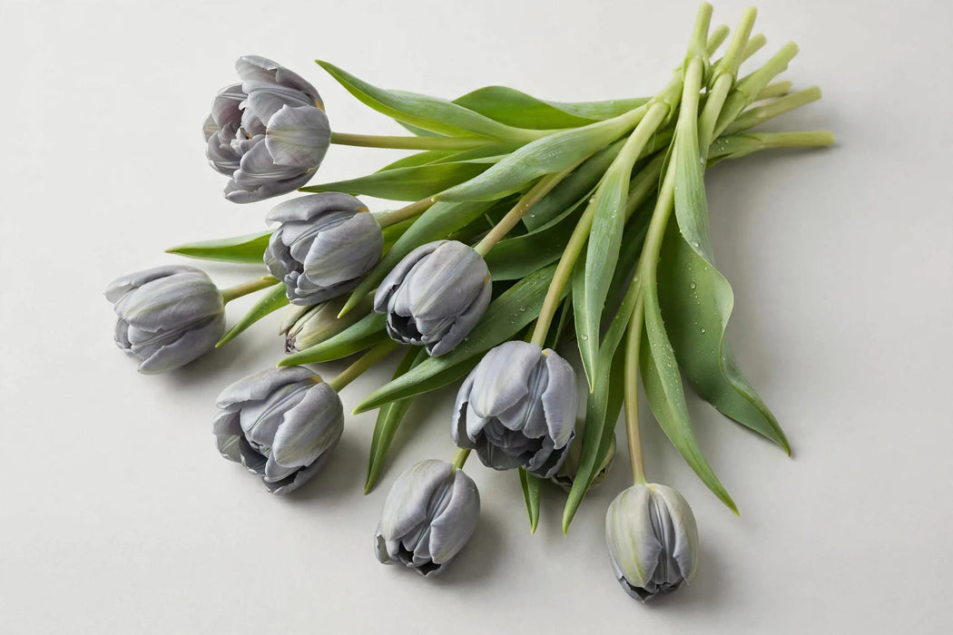 Tulip Collective - Dyed Shades Of Grey 37cm 35gr (50 STEMS / BX)