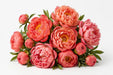 Next Day Delivery - PAEONIA CORAL SUNSET 55cm 5st x80 - Salmon - 80 Stems [LIMITED]