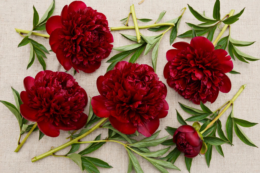 PEONY HENRY BOCKSTOCE ISRAEL 55cm - 60 Stems