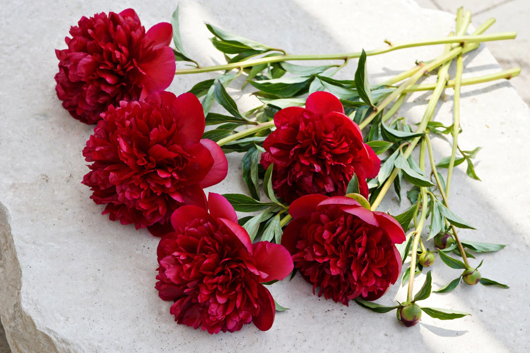 PEONY HENRY BOCKSTOCE RED 45cm - Red - 100 Stems