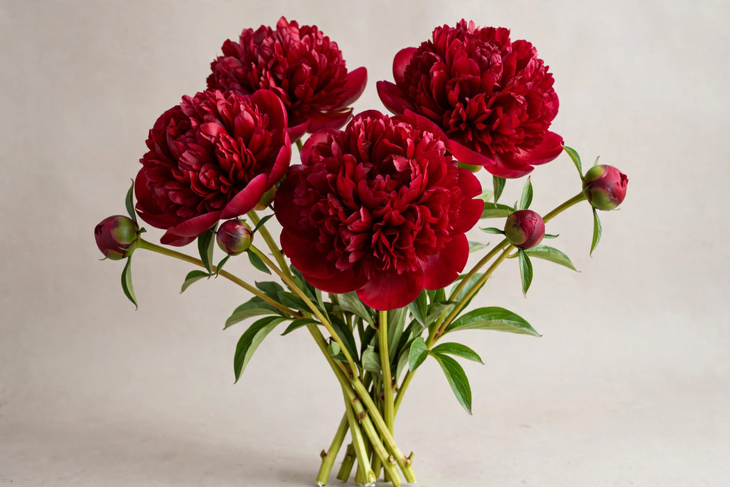PEONY HENRY BOCKSTOCE RED 50cm - Red - 100 Stems