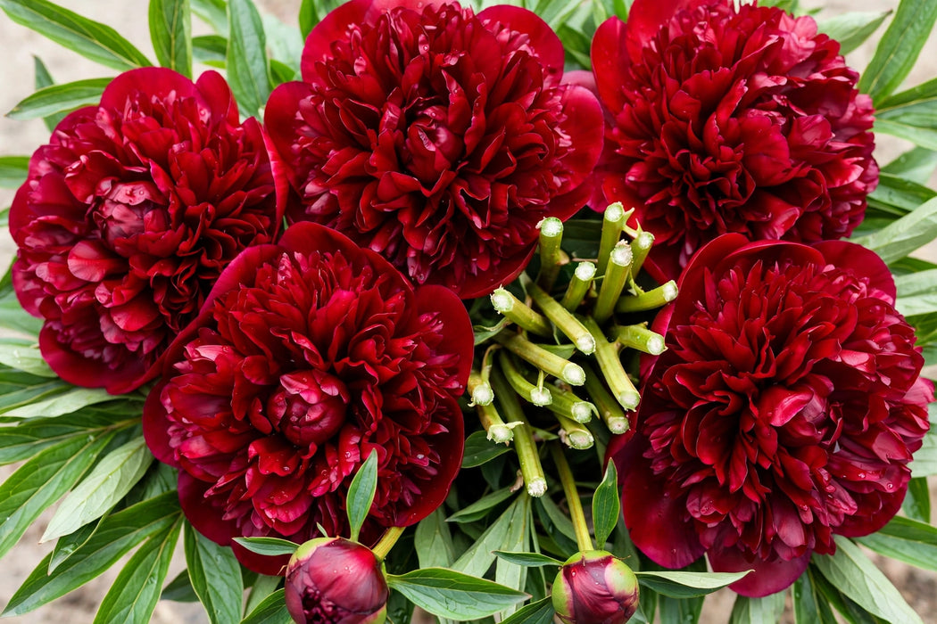 PEONY HENRY BOCKSTOCE RED 55cm - Red - 100 Stems