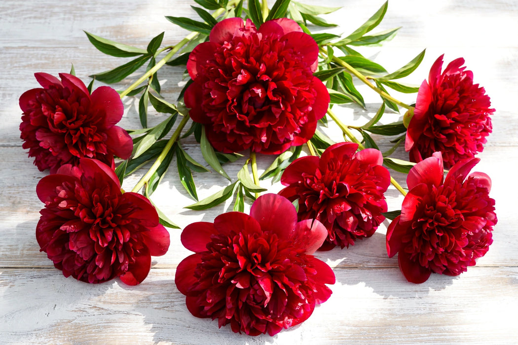 PEONY HENRY BOCKSTOCK 60cm - 60 Stems