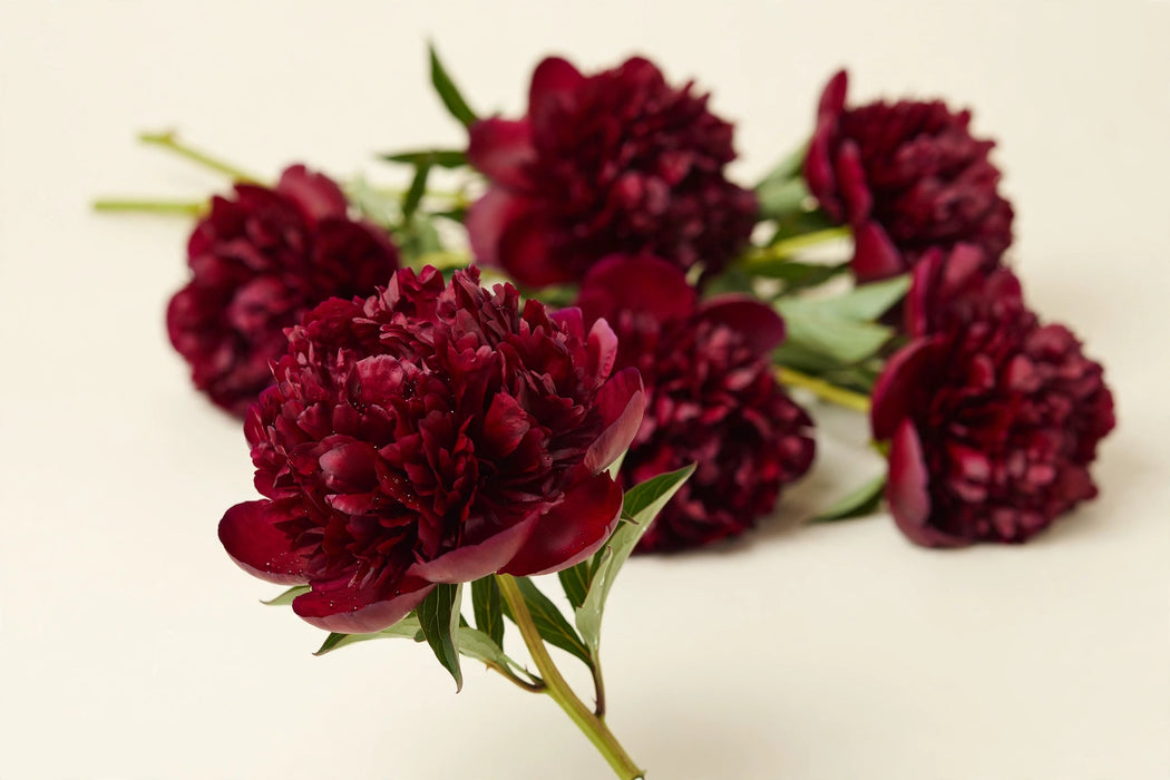 PEONY HENRY BOCKSTOCK BURG 55cm - 60 Stems