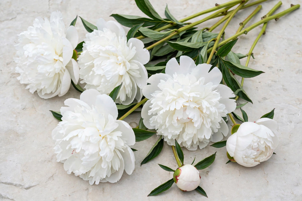 PEONY HENRY SASS - White - 100 Stems