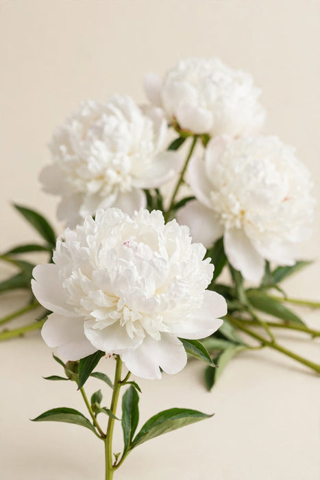 PEONY HENRY SASS 50cm - 100 Stems