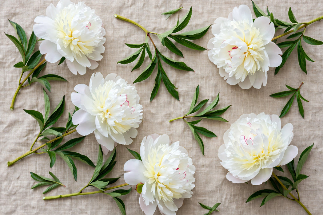 PEONY HENRY SASS 50cm - White - 100 Stems
