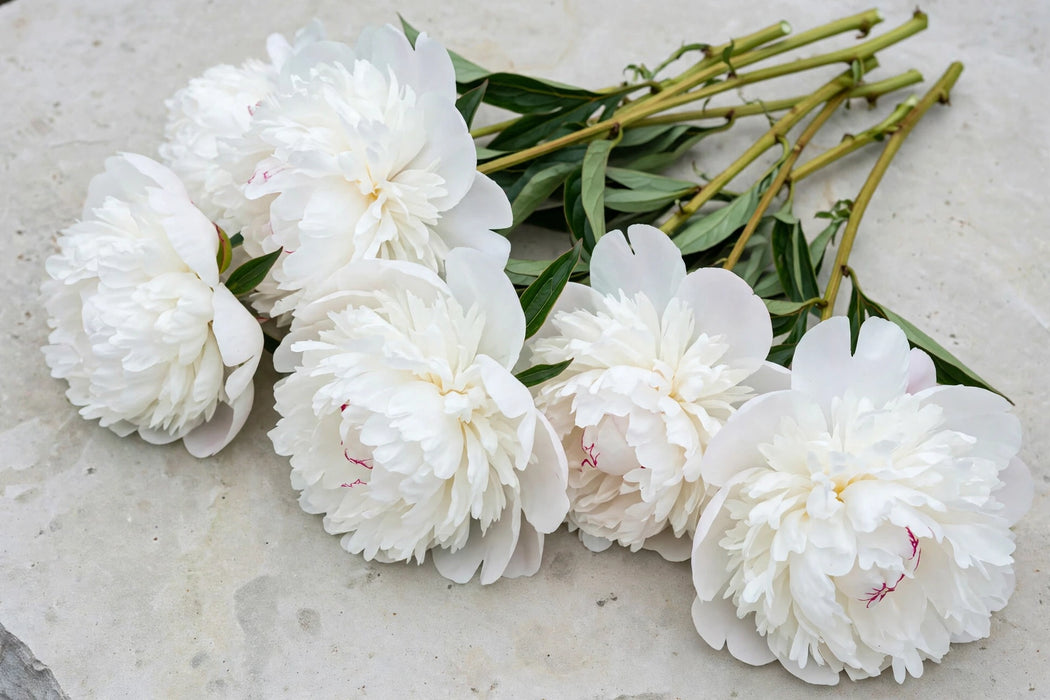 PEONY HENRY SASS 55cm - 100 Stems