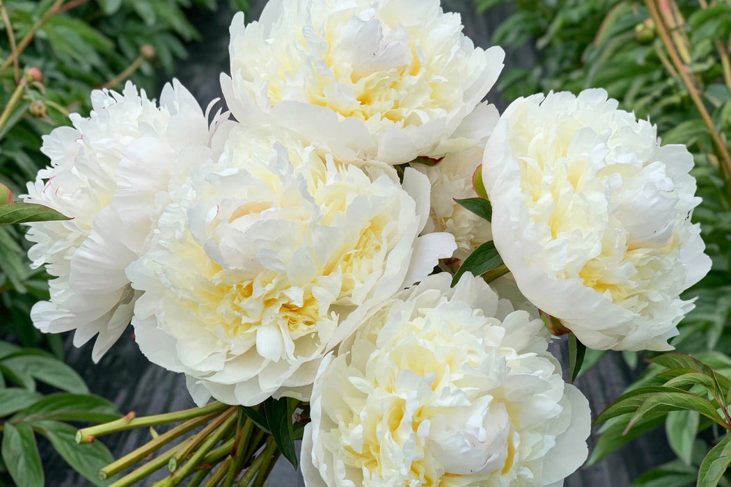 PEONY HENRY SASS WHITE 40cm - White - 100 Stems