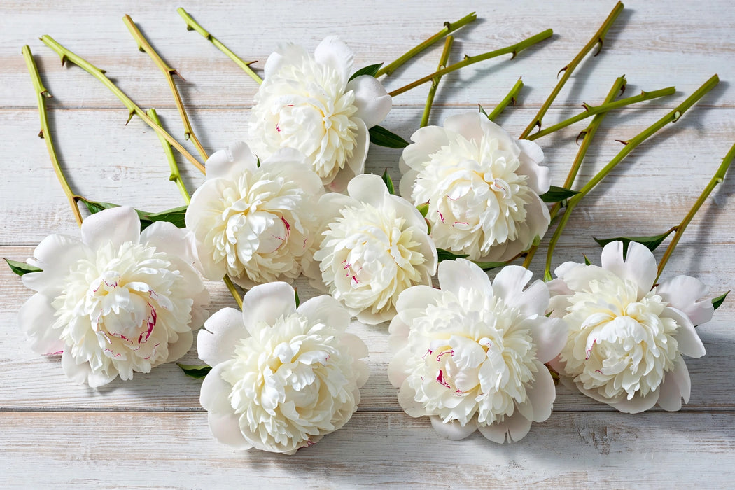 PEONY HENRY SASS WHITE 45cm - White - 100 Stems