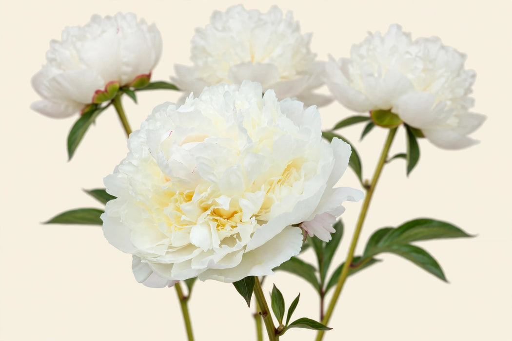 PEONY HENRY SASS WHITE 50cm - White - 100 Stems