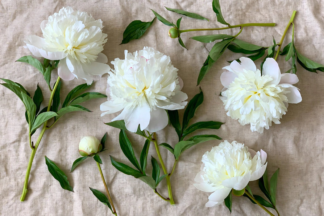 PEONY HENRY SASS WHITE 55cm - White - 100 Stems