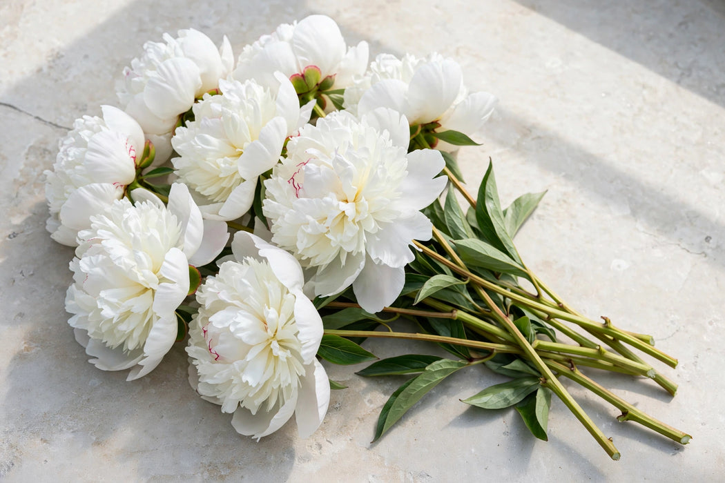 PEONY HENRY SASS WHITE 60cm - White - 100 Stems