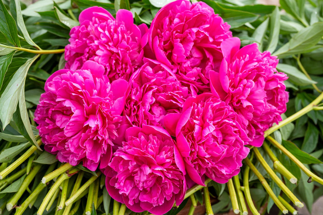 PEONY HOT PINK MARLIES CANADA 50cm - Hot Pink - 100 Stems