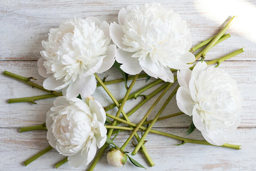 PEONY ICE BERG WHITE 40-50cm - White - 100 Stems