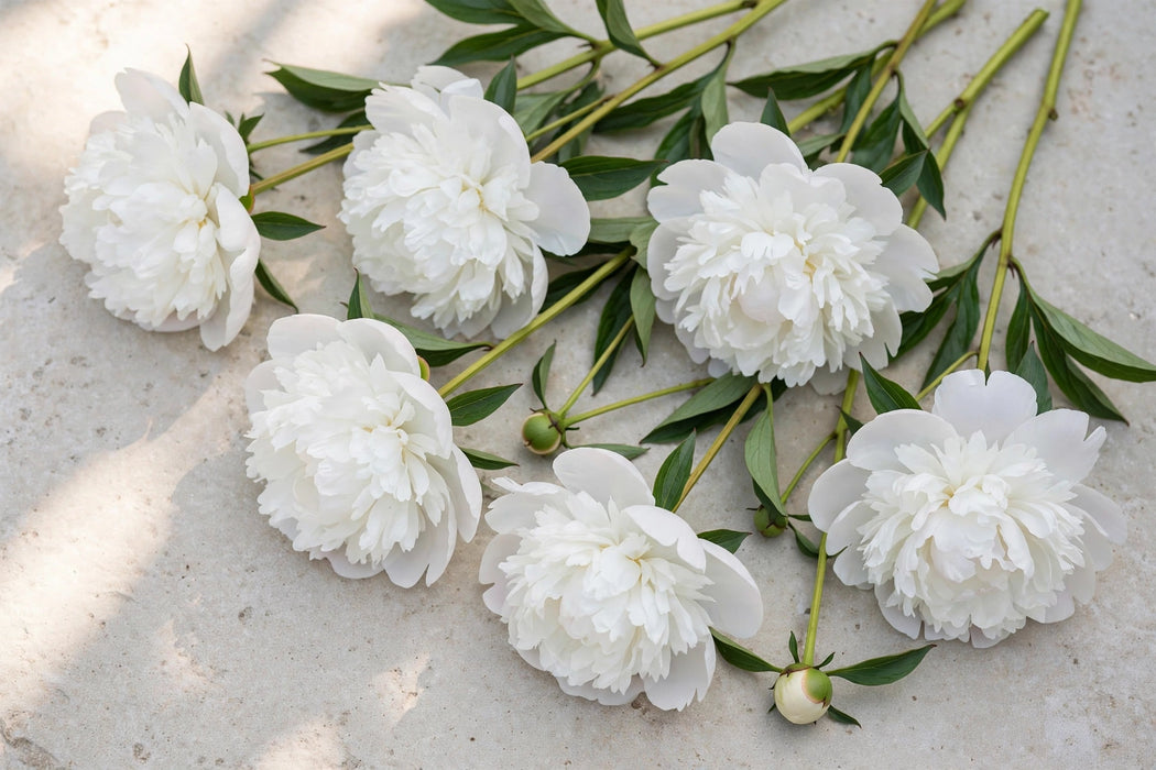 PEONY IMMACULEE - 100 Stems