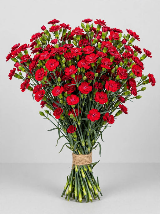 Mini Carnation Red Aragon - 15 Bunches