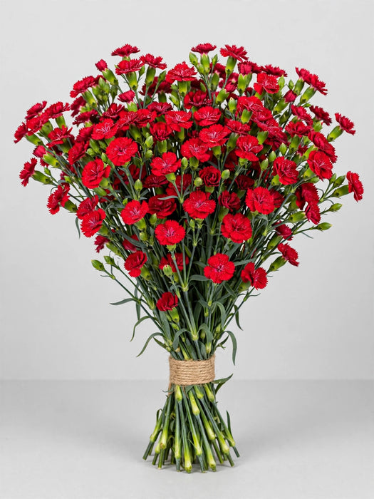 Mini Carnation Red Aragon - 15 Bunches