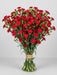 Mini Carnation Red Aragon - 15 Bunches